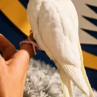 عروس هلندی کاملا دستی