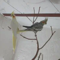 یک جفت عروس هلندی ضمانت تخم جوجه