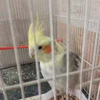 عروس هلندی