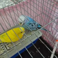 طوطی برزیلی مرغ عشق جفت|پرنده|پاکدشت, پاکدشت (مامازند)|دیوار