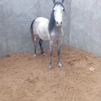 اسب عرب یکسر