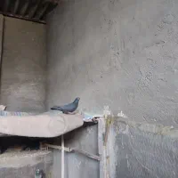 یک جفت کبوتر نر و ماده