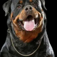 سگ روتوایلر نر اصل