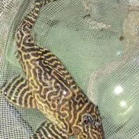 کت پلیکو ال ۲۳۶ و کت پوزه بوته ای 40 عدد