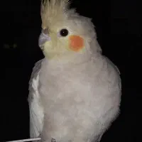 عروس هلندی ماده