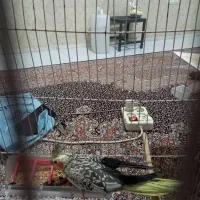 ۳ عروس هلندی با ۳تخم|پرنده|تبریز, |دیوار