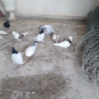 کبوتر رنگی|پرنده|قزوین, |دیوار