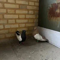 سینه کفتر|پرنده|تهران, شهرک آزادی|دیوار