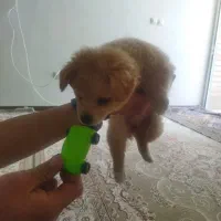 واگذاری سگ شیتزو پامر