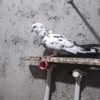 چند عددکبوتر کرفته شده|پرنده|پارس‌آباد, |دیوار