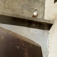 کربلا. جوانه پاپر
