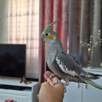 عروس هلندی نر سینامون