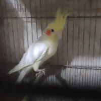 عروس هلندی لوتینوباجوجه|پرنده|قم, آذر (نکویی)|دیوار