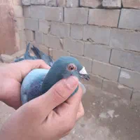 کبوتر پلاکی مسافتی|پرنده|مسجد سلیمان, |دیوار