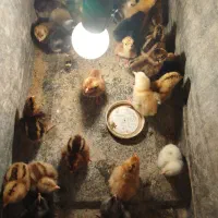 جوجه محلی اصل