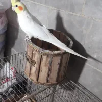 عروس هلندی نر لوتینو