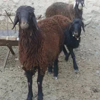 بره گشتی
