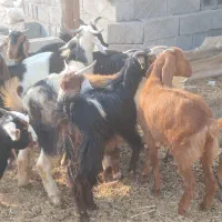 تعدادی بز داشتی|حیوانات مزرعه|آبدان, |دیوار