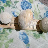 سنگواره و فسیل صدف|کلکسیون اشیاء عتیقه|سروستان, |دیوار