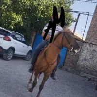 اسب کرد نریون|اسب و تجهیزات اسبسواری|تبریز, |دیوار