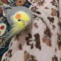 عروس هلندی نر
