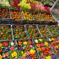 باغبانی سمپاشی