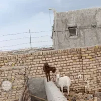 بز بابزغاله سانن