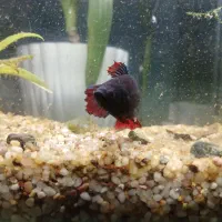 ماهی فایتر و آکواریوم|ماهی|تبریز, |دیوار