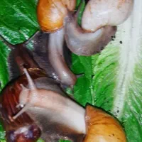 پرورش حلزون اچاتینا و البینو بچه حلزون هم دونه ۱۰