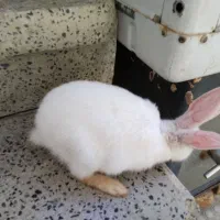 خرگوش کاملاً سالم چشم شرابی