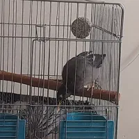 مرغ مینا سه ماه شاه تخم