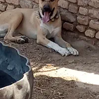 توله 8ماه