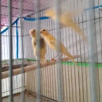 قناری|پرنده|مرودشت, ژیان|دیوار