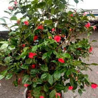 حراج گل طبیعی روبروی فرمانداری بناب