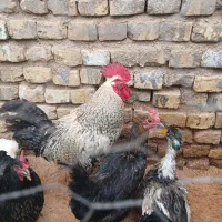 خروس سرحال و چاق و اردک