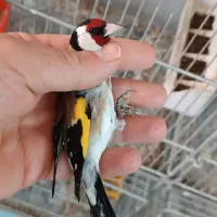 سهره گل بلند درشت و کشیده|پرنده|خرمدره, |دیوار