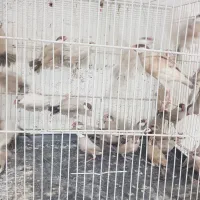 فنچ نرگسی|پرنده|تهران, مشیریه|دیوار