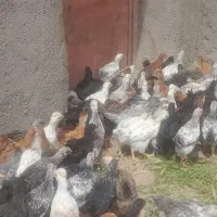 جوجه کاکلی محلی بزرگ ۲۷۰