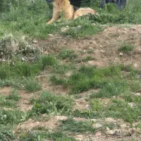 یک عدد سگ ژرمن ماده