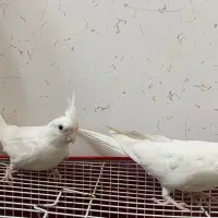 عروس هلندی آلبینو|پرنده|شیروان (خراسان), |دیوار