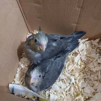 جوجه عروس هلندی