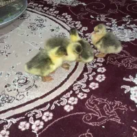 بچه غازمحلی