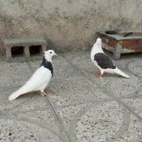 کبوتر طوقی یه کت