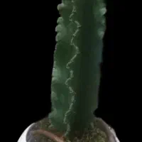 گلدان کاکتوس نیم متری  زیبا سالم وسرحال