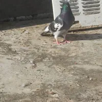 کبوتر|پرنده|زاهدان, |دیوار