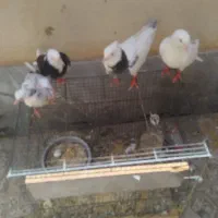 جفت