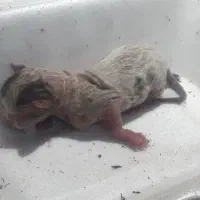 واگذاری گربه
