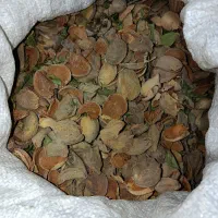 پوست بادام|عمدهفروشی|اسکو, |دیوار