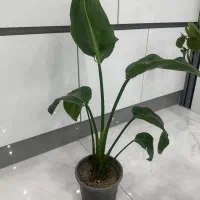 گل و گیاه