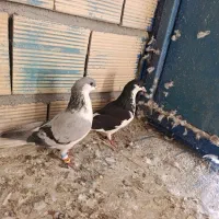 هر دو ماده فروشی